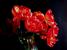 Die Nachtblume
