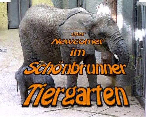 Video: 'TULUBA - gro�e Ohren ganz klein' von videovision